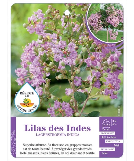 LAGERSTROEMIA INDICA voir Lilas des Indes (mauve) (*)