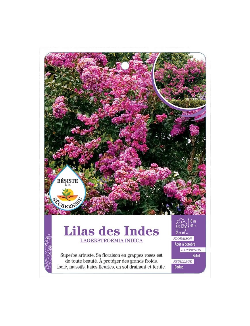 LAGERSTROEMIA INDICA voir Lilas des Indes (rose)