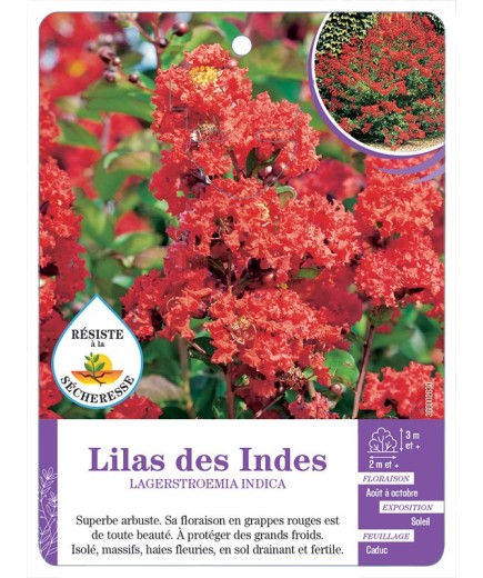 LAGERSTROEMIA INDICA voir Lilas des Indes (rouge)