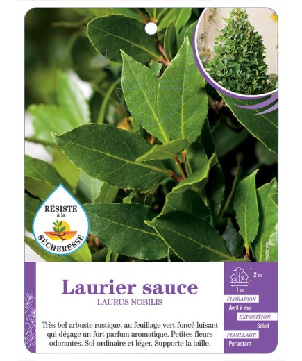 LAURUS NOBILIS voir Laurier sauce (*)