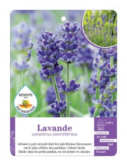 LAVANDULA (sans nom) voir Lavande