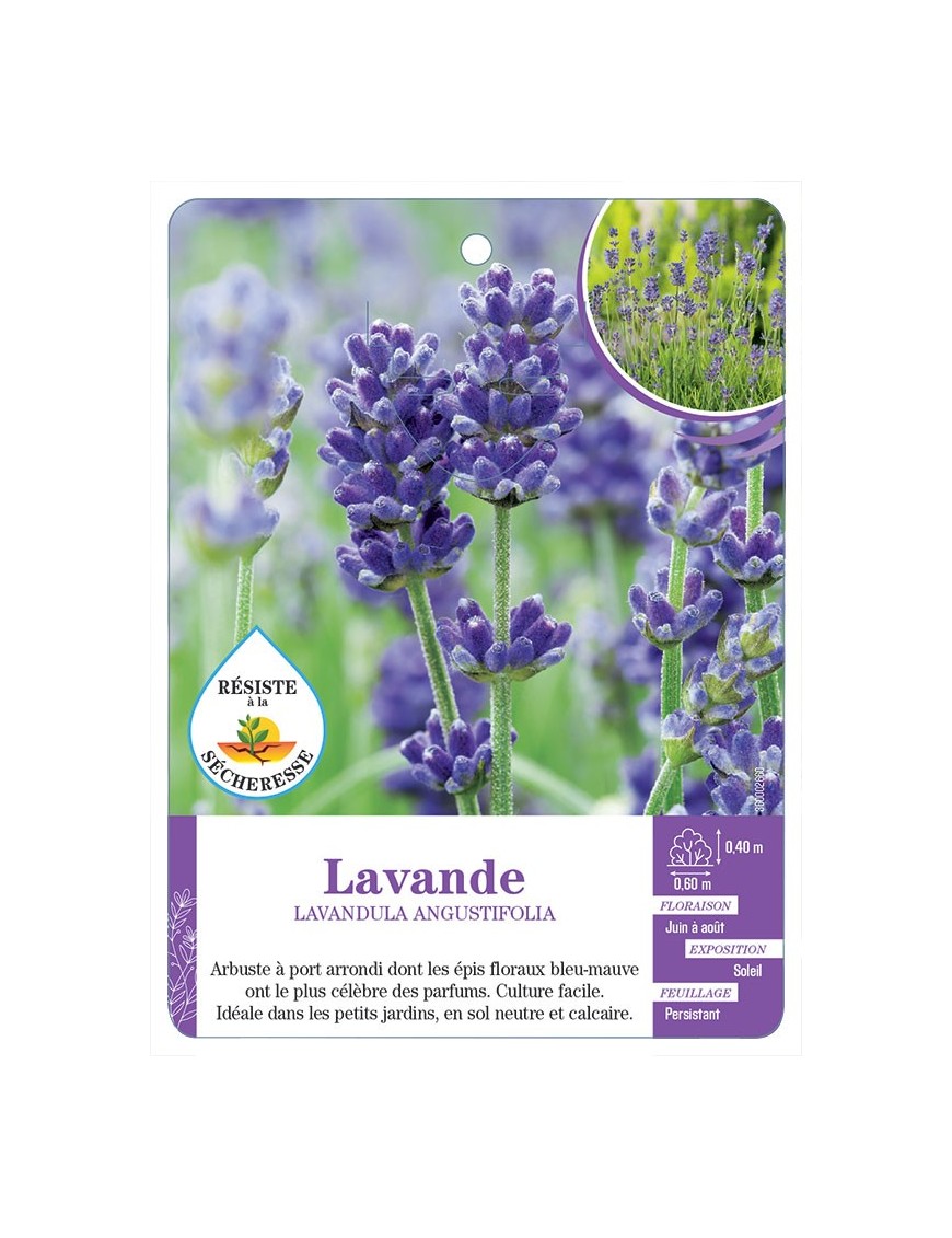 LAVANDULA (sans nom) voir Lavande