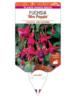 FUCHSIA Mrs Popple