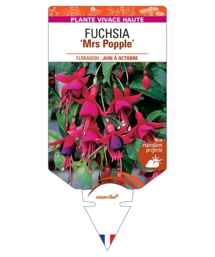 FUCHSIA Mrs Popple