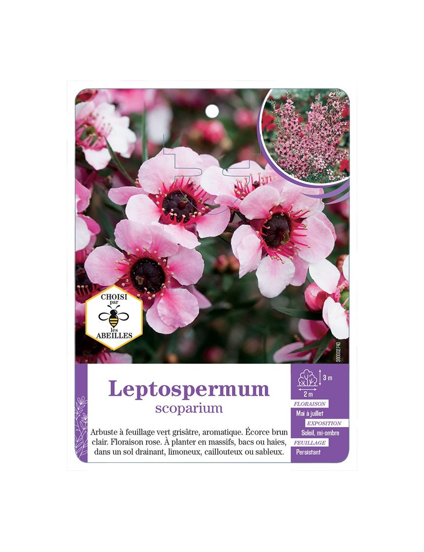 LEPTOSPERMUM SCOPARIUM (rose) (*)