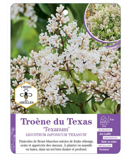 LIGUSTRUM JAPONICUM TEXANUM voir Troène du Texas
