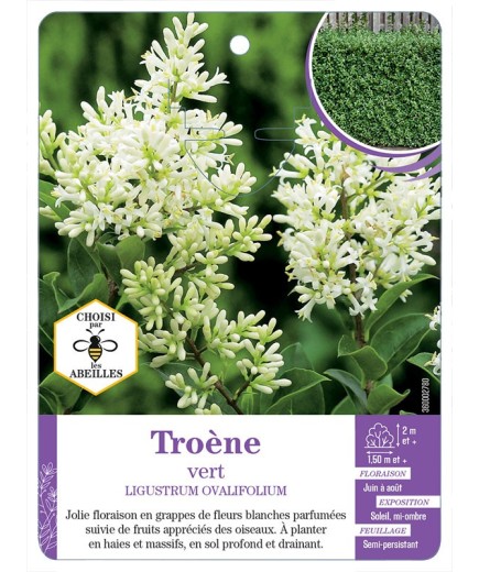 LIGUSTRUM OVALIFOLIUM voir Troène vert