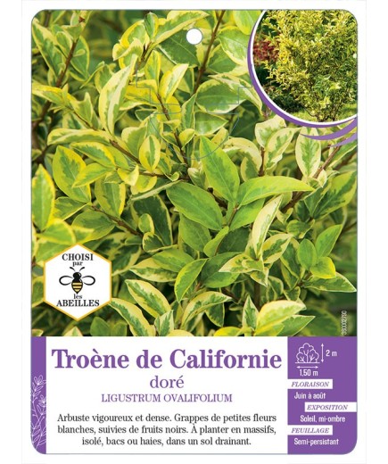 LIGUSTRUM OVALIFOLIUM AUREUM voir Troène de Californie doré (*)