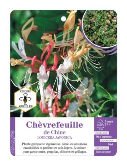 LONICERA JAPONICA (chinensis) voir Chèvrefeuille de Chine