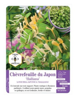 LONICERA JAPONICA HALLIANA voir Chèvrefeuille du Japon