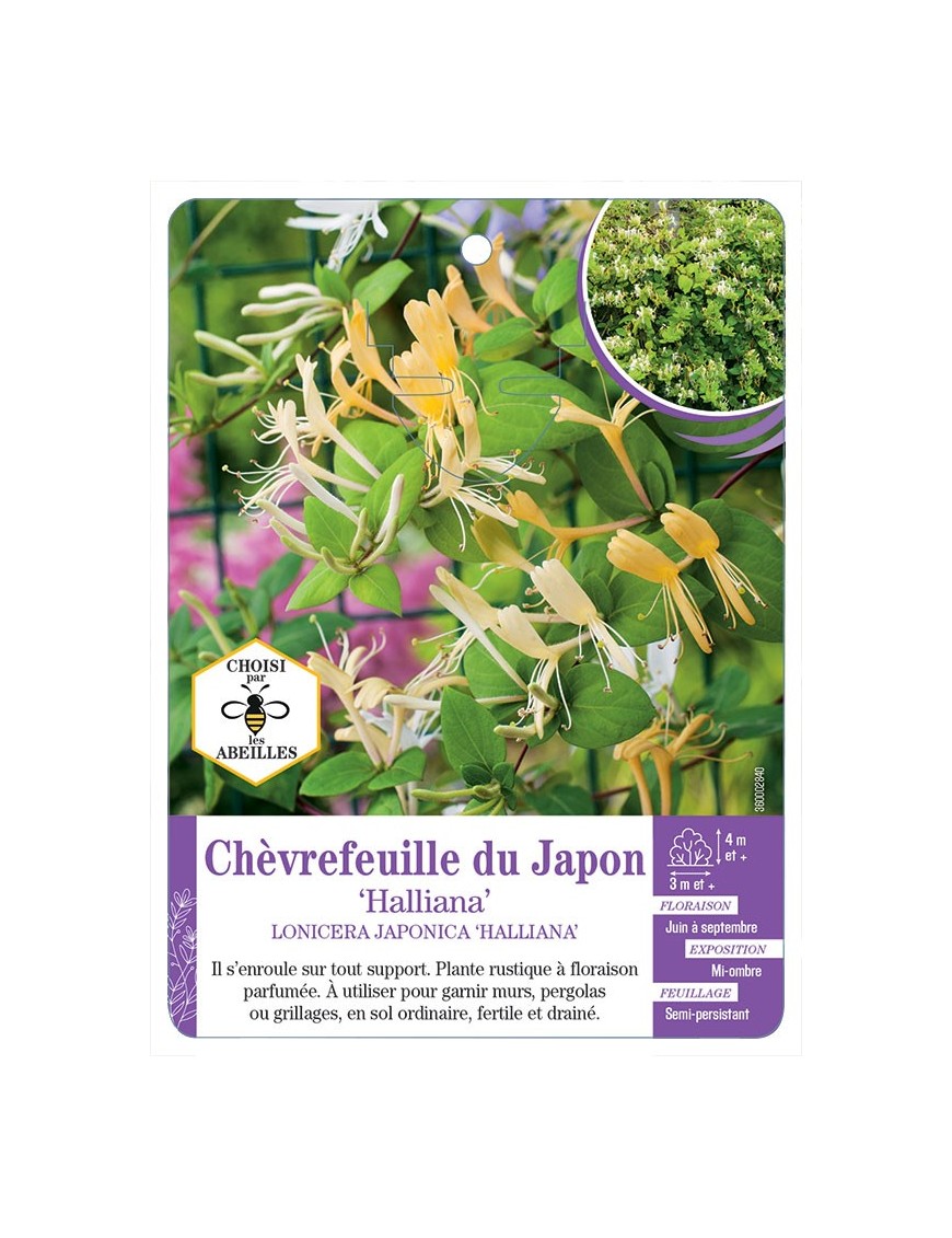 LONICERA JAPONICA HALLIANA voir Chèvrefeuille du Japon