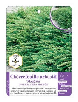 LONICERA NITIDA MAIGRÜN voir Chèvrefeuille arbustif (*)