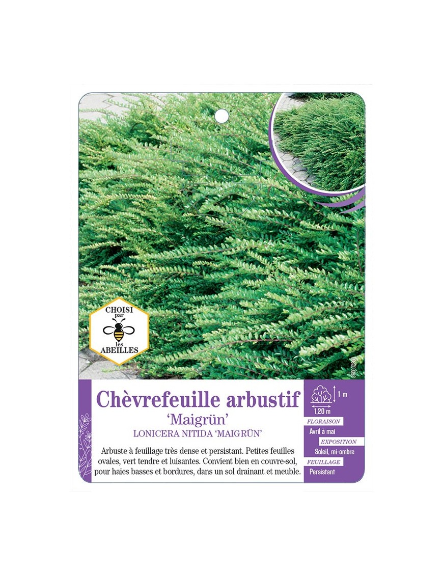 LONICERA NITIDA MAIGRÜN voir Chèvrefeuille arbustif (*)