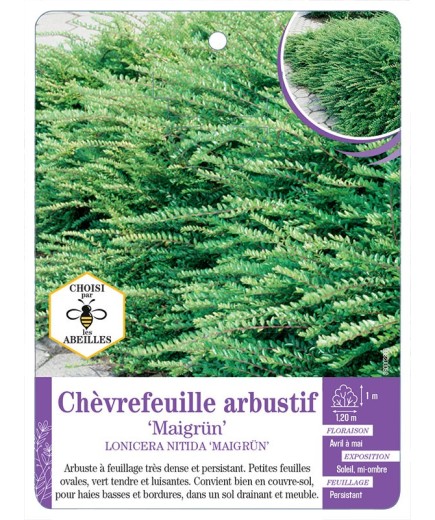 LONICERA NITIDA MAIGRÜN voir Chèvrefeuille arbustif (*)
