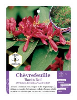 LONICERA TATARICA HACK’S RED  voir Chèvrefeuille*