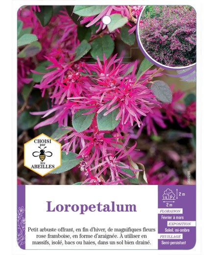 LOROPETALUM
