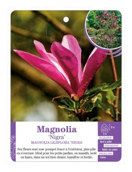MAGNOLIA LILIIFLORA NIGRA (*)