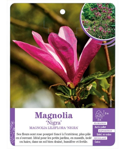 MAGNOLIA LILIIFLORA NIGRA (*)