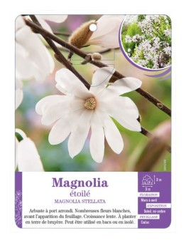 MAGNOLIA STELLATA voir Magnolia étoilé (*)