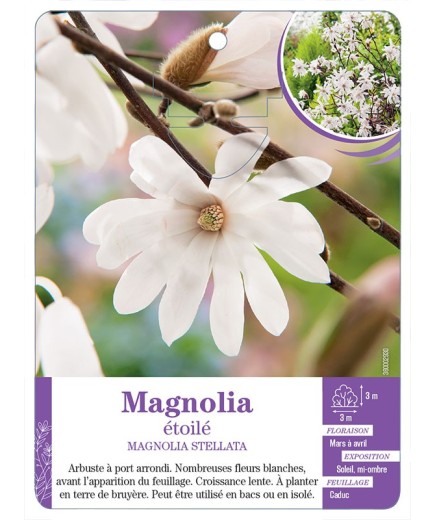 MAGNOLIA STELLATA voir Magnolia étoilé (*)