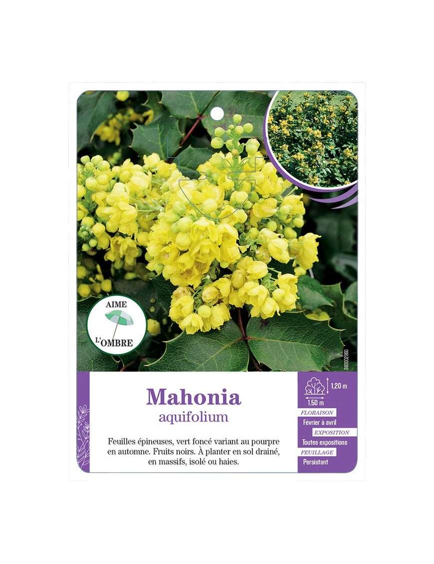 MAHONIA AQUIFOLIUM (*)