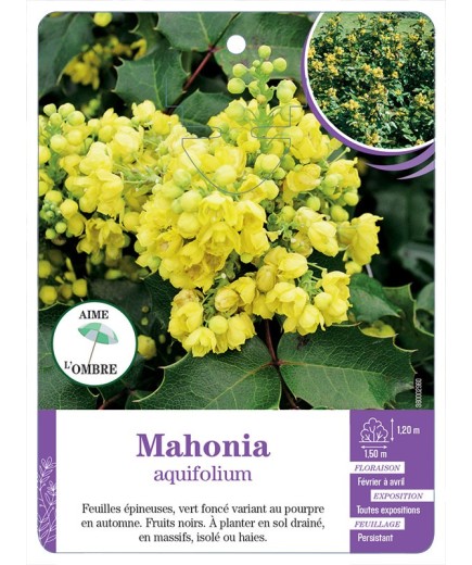 MAHONIA AQUIFOLIUM (*)