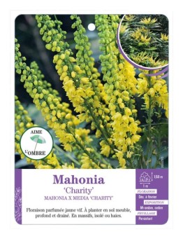 MAHONIA X MEDIA CHARITY (*)