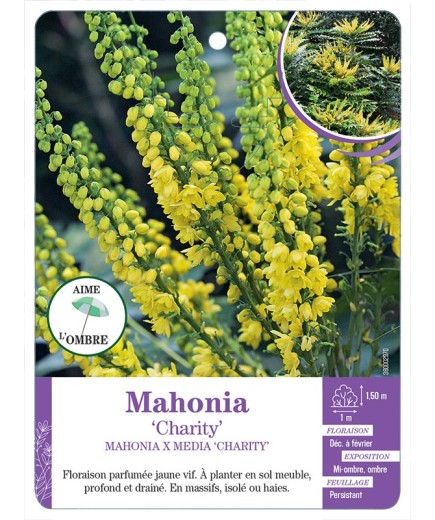 MAHONIA X MEDIA CHARITY (*)