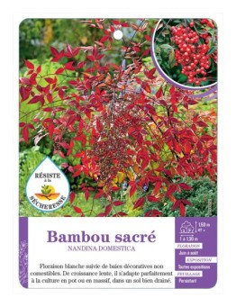 NANDINA DOMESTICA voir Bambou sacré