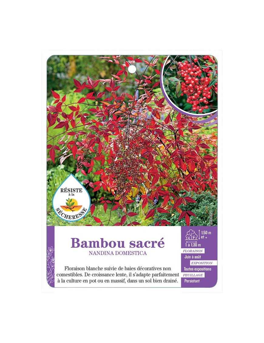 NANDINA DOMESTICA voir Bambou sacré