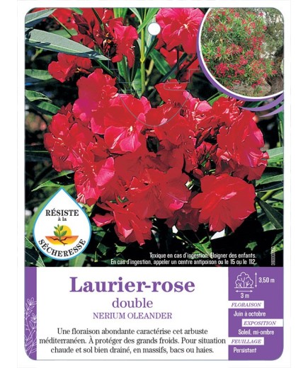 NERIUM OLEANDER voir Laurier-rose double (rouge) (*)