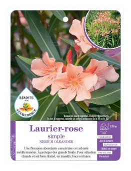 NERIUM OLEANDER voir Laurier-rose simple (abricot) (*)