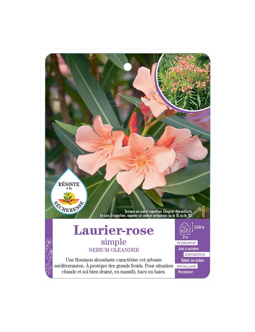 NERIUM OLEANDER voir Laurier-rose simple (abricot) (*)