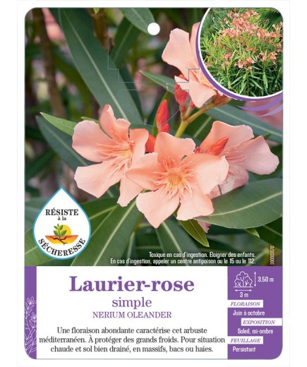 NERIUM OLEANDER voir Laurier-rose simple (abricot) (*)