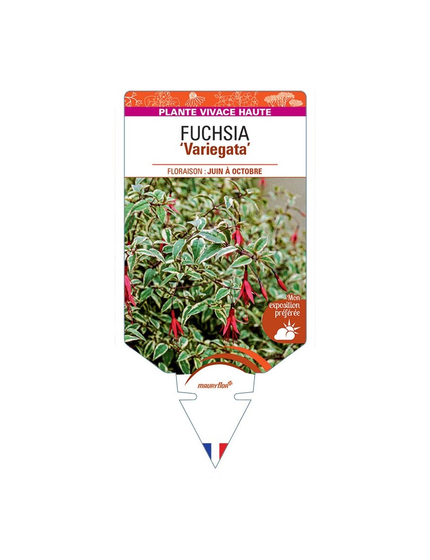FUCHSIA RICCARTONII VARIEGATA