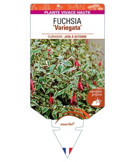 FUCHSIA RICCARTONII VARIEGATA