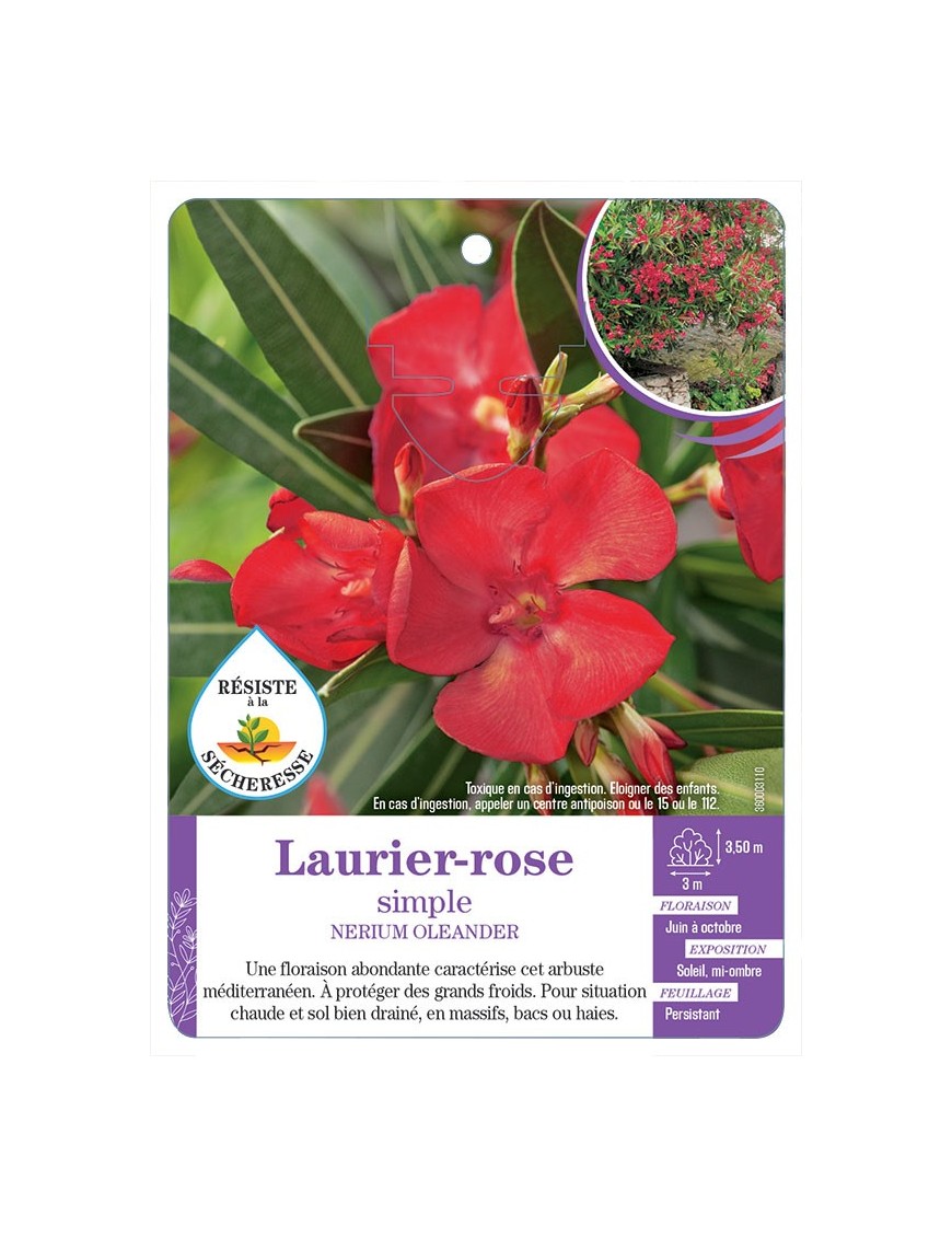 NERIUM OLEANDER voir Laurier-rose simple (rouge)