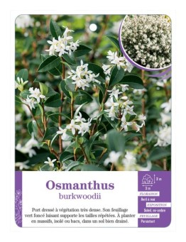 OSMANTHUS X BURKWOODII