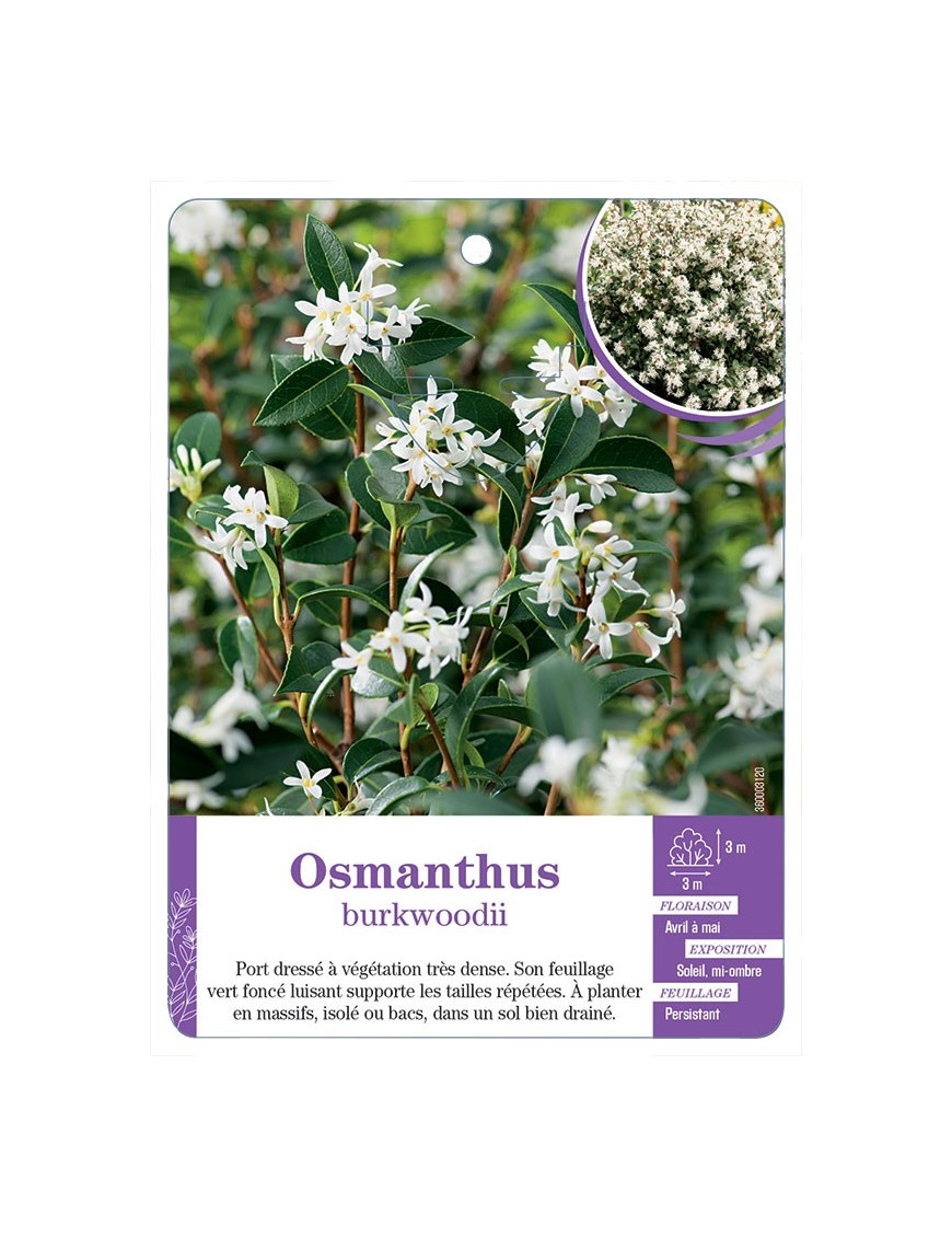 OSMANTHUS X BURKWOODII