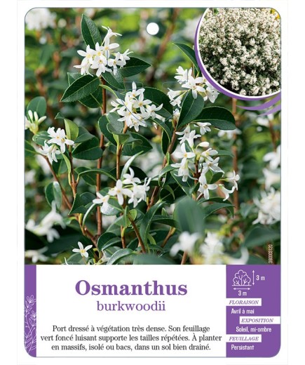 OSMANTHUS X BURKWOODII