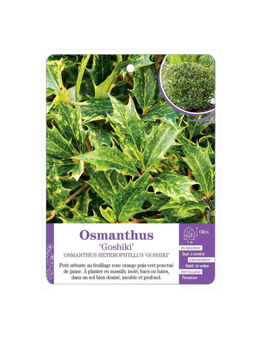 OSMANTHUS HETEROPHYLLUS GOSHIKI (*)