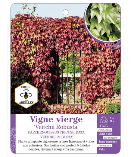 PARTHENOCISSUS TRICUSPIDATA VEITCHII ROBUSTA voir Vigne vierge