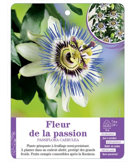 PASSIFLORA CAERULEA voir Fleur de la passion