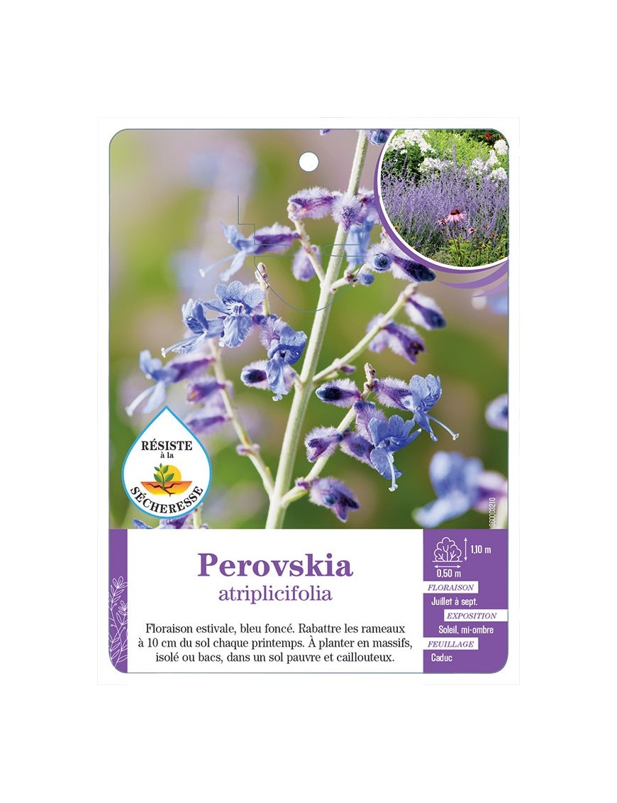 PEROVSKIA ATRIPLICIFOLIA
