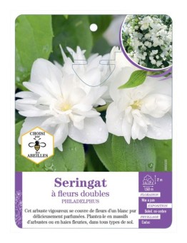 PHILADELPHUS voir Seringat à fleurs doubles