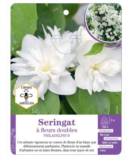 PHILADELPHUS voir Seringat à fleurs doubles