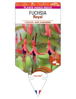 FUCHSIA Royal
