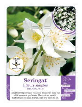 PHILADELPHUS voir Seringat à fleurs simples