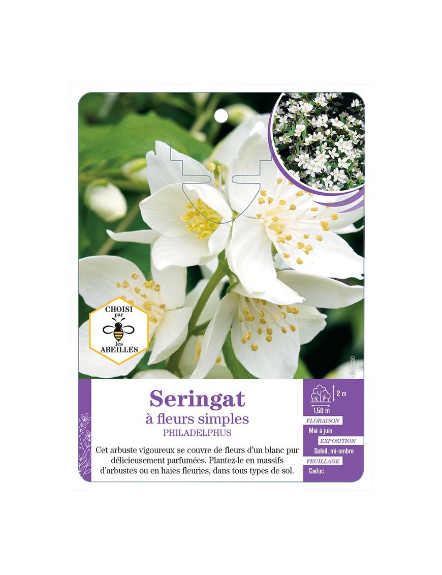 PHILADELPHUS voir Seringat à fleurs simples