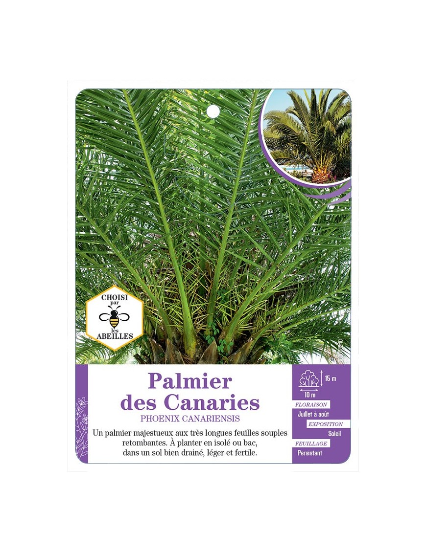 PHOENIX CANARIENSIS voir Palmier des Canaries (*)